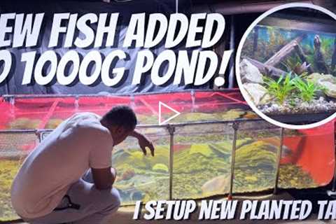 NEW FISH ADDED TO THE 1000G POND + SETTING UP NEW AQUARIUM IN FISH ROOM