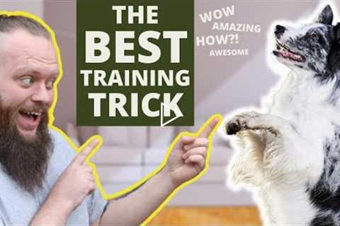 The Best Dog Training Trick You Can Teach Your Dog Right Now!