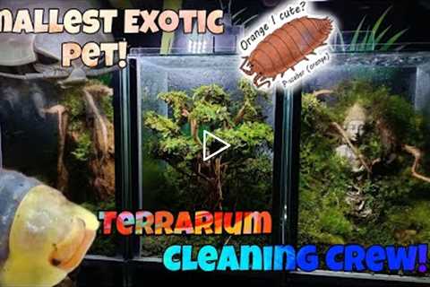 The Cleaner of terrariums! Isopods and Springtails