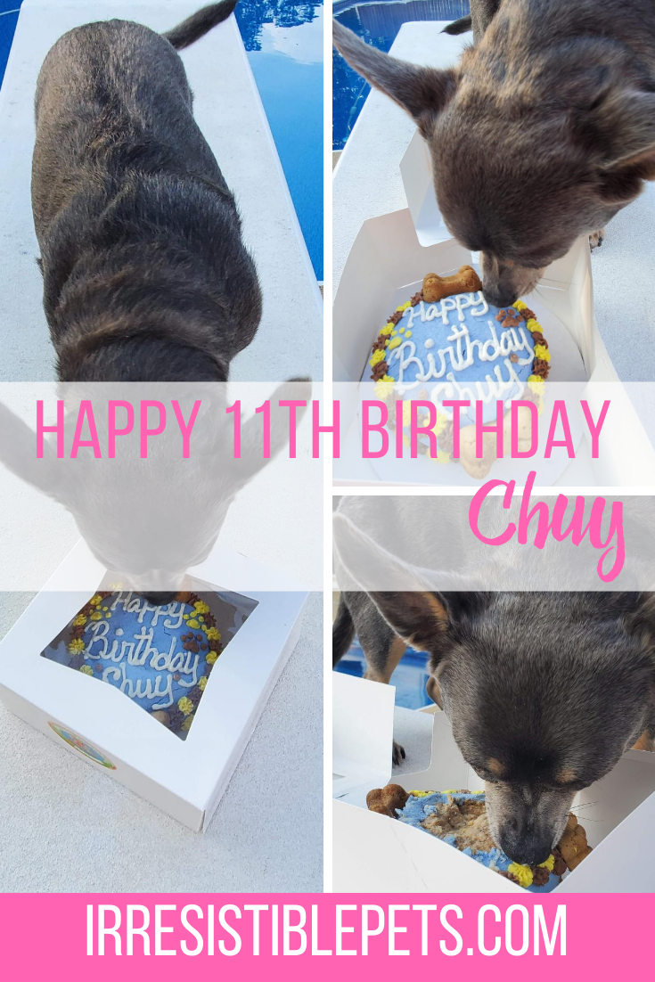 Chuy’s 11th Birthday