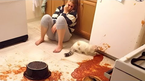 Owners are CRYING, you are LAUGHING! - Funny ANNOYING & TROUBLEMAKING CATS