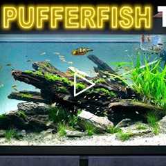 Building 100 Pufferfish Aquarium: EPIC 330L Aquascape Tutorial
