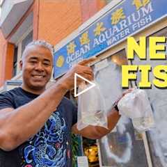 Buying New Fish from a Famous Fish Store