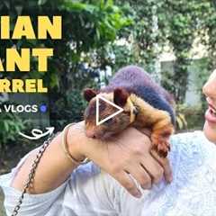 Indian Giant Squirrel | Exotic Pets | Rare Species of Animals | Anvitha Vlogs