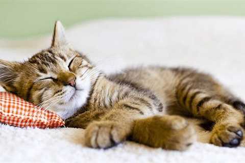 The 4-Minute Rule for Tips for Leaving your Cat at Home While Away - MetLife Pet  —..
