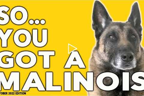 So You Got a Malinois - Tips, Tricks and Dog Training Advice for Belgian Malinois