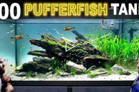 Building 100 Pufferfish Aquarium: EPIC 330L Aquascape Tutorial