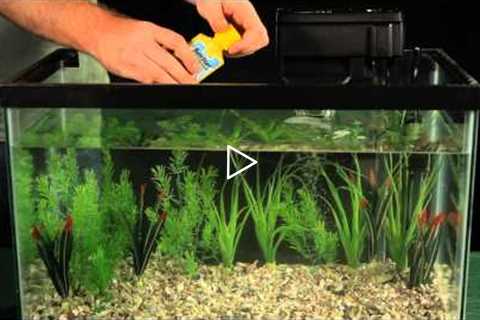 Introducing Fish to Your Aquarium