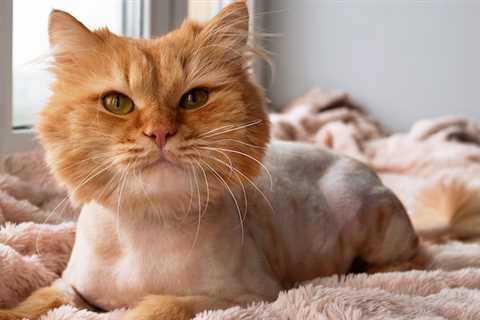 The smart Trick of 5 Tips for Taking Care of Your Cat's Skin and Coat - CVETS That Nobody is..
