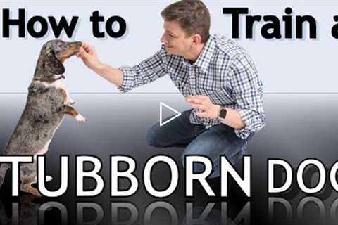 How To Train a Stubborn Dog