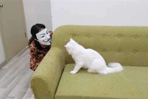 Funny cats play with anonymous