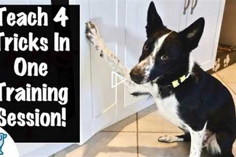 How To Train Your Puppy To High Five - Professional Dog Training Tips
