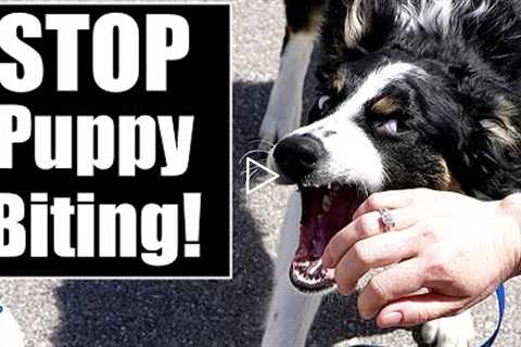 Your Complete Guide To STOP Puppy Biting