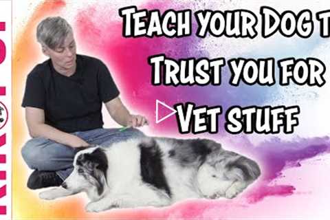 Train your dog for the vet - TIPS - Professional Dog Training