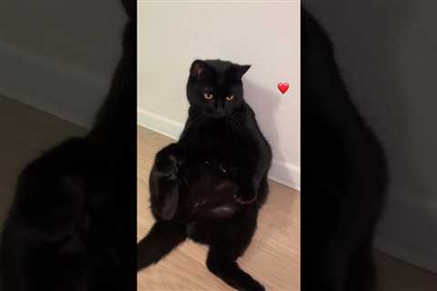 Cute black cat  🥰 #cats #blackcat #cutecats #funnycatvideo #shorts