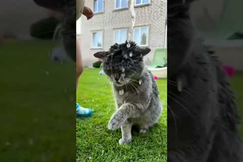 Oh no 😱😹 SO FUNNY 😹 #cats #funnycatvideo #cutecats #shorts #kittens