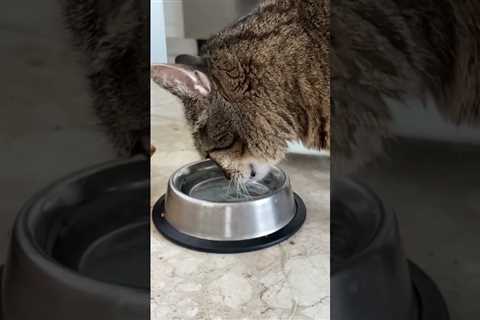So cute 🥰 Сat Drinking water #cats #cutecats #funnycatvideo #shorts