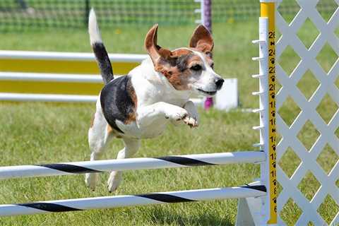 Prerequisites, Scoring System, Exercise, and Bonding For Agility Training Dogs