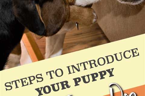 Introducing a New Puppy to Your Dog
