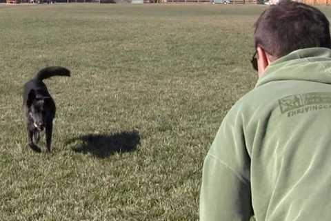 Off Leash Training For Puppies and Dogs