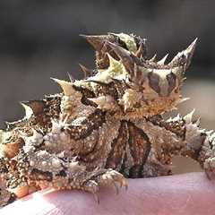 Herp Photo of the Day: Thorny Devil