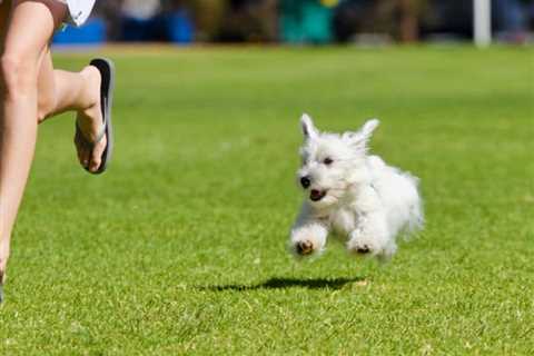 Are Dogs Faster Than Humans?