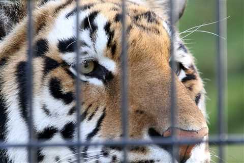 Congress passes ‘Tiger King’ bill banning private ownership of big cats