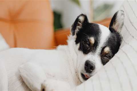 How to Tell if Your Pet Needs More Rest or Sleep