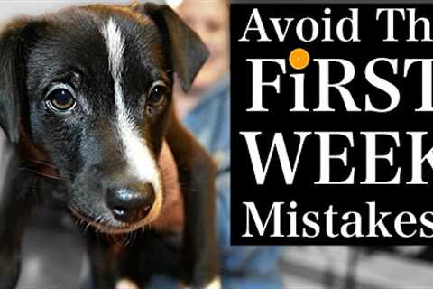 Avoid THESE Puppy Training First Week MISTAKES!