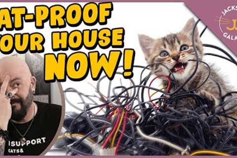How to Cat-Proof Your Home!