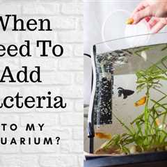 When Should I Add Bacteria To My Aquarium?