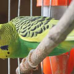 What to Instruct a Bird Sitter: Helpful Tips to Make Pet Sitting Easy