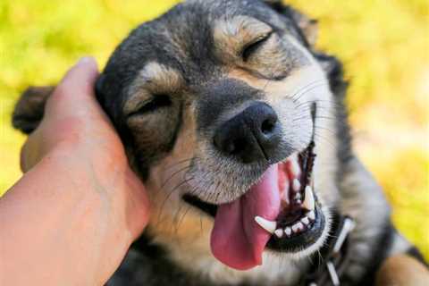 Are Dogs Ticklish? – Understanding The Science Behind Ticklish Dogs