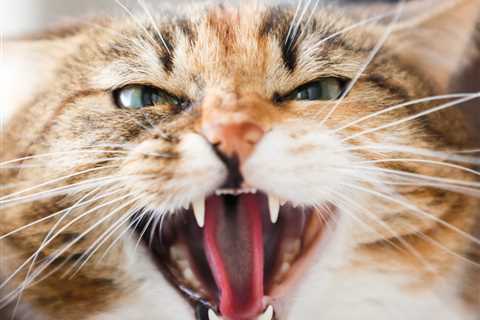 5 Reasons for Aggressive Behavior in Cats