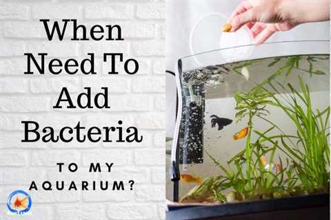 When Should I Add Bacteria To My Aquarium?