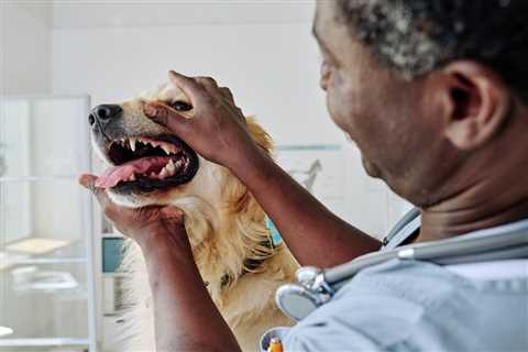 Gingivitis in Dogs