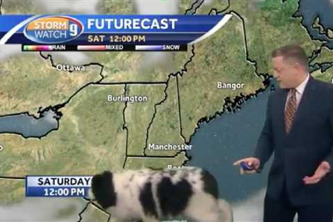 Big Floofy Dog Wanders Into Live Weather Broadcast And Steals The Spotlight