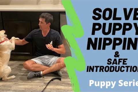 Puppy nipping is a huge problem, watch my unique method to minimize it.