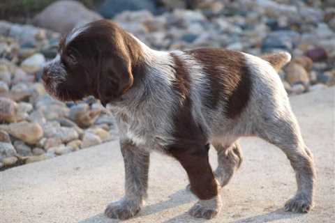 Griffons Out West: The Best Breeder for Wirehaired Pointing Griffon Puppies