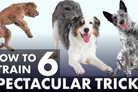 6 Impressive Dog Tricks That Are Easier Than You Think!