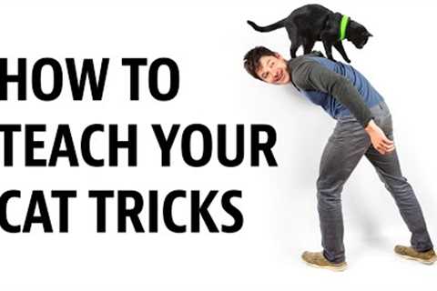 HOW to Teach your Cat Tricks