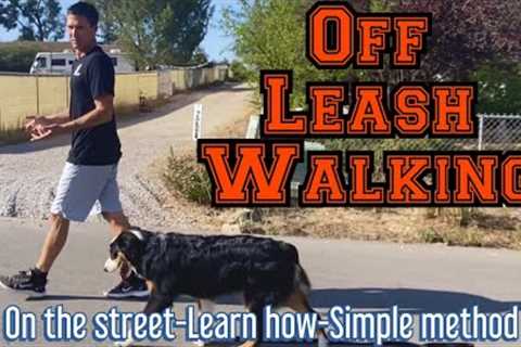Learn the simple process to walk off leash with distractions