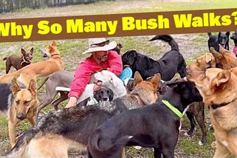 Why So Many Bush Walks? Malinois X Dutchie Training with Cat