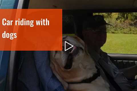 Cars and truck riding with dogs