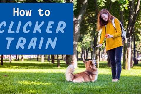 Dog Clicker Training Guide | How to Clicker Train A Dog