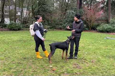 How to Condition Your Dog to the E-collar ⚡️ Doberman''s FIRST E-collar Session