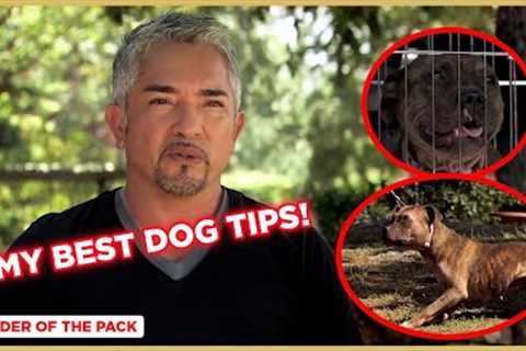 Learn the Basics of Dog Training (Staffordshire Bull Terrier) | Cesar Millan''s Leader of the Pack