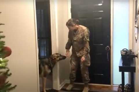 Soldier Returns From Deployment And Nervous Dog Sniffs, Then Attacks