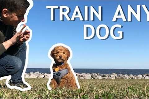 How To Train Your NEW DOG! (Stay, Clicker Training, Puppy Training)