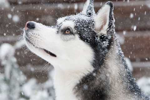 Malamute vs Husky: What’s the Difference?